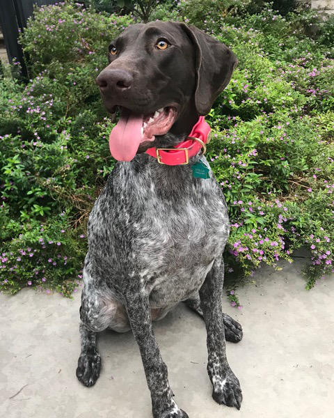 Stella Nova